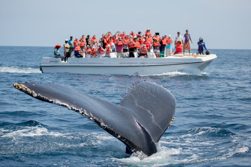 Ουρά φαλαινών Humpback στο wha Samana, Δομινικανής Δημοκρατίας και torist στοκ εικόνες Ουρά φαλαινών Humpback στο wha Samana, Δομινικανής Δημοκρατίας και torist στοκ εικόνες