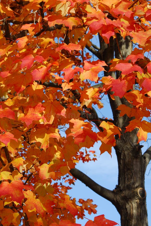 A tree with beautiful reddish/orange leaves against a blue sky. A tree with beautiful reddish/orange leaves against a blue sky.