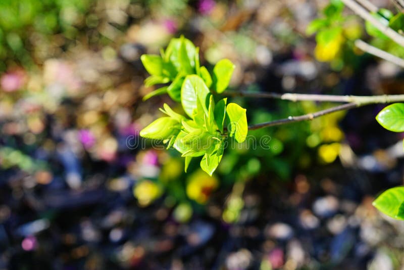 Οφθαλμός Gardenia jasminoides στοκ εικόνα Οφθαλμός Gardenia jasminoides στοκ εικόνα