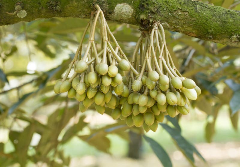 Οφθαλμός λουλουδιών Durian στο δέντρο στοκ εικόνες Οφθαλμός λουλουδιών Durian στο δέντρο στοκ εικόνες