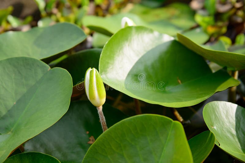 Οφθαλμός λουλουδιών Lotus που επιπλέει σε μια λίμνη στοκ εικόνα με δικαίωμα ελεύθερης χρήσης Οφθαλμός λουλουδιών Lotus που επιπλέει σε μια λίμνη στοκ εικόνα με δικαίωμα ελεύθερης χρήσης