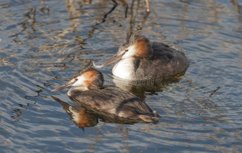 λοφιοφόρα μεγάλα grebes στοκ εικόνα