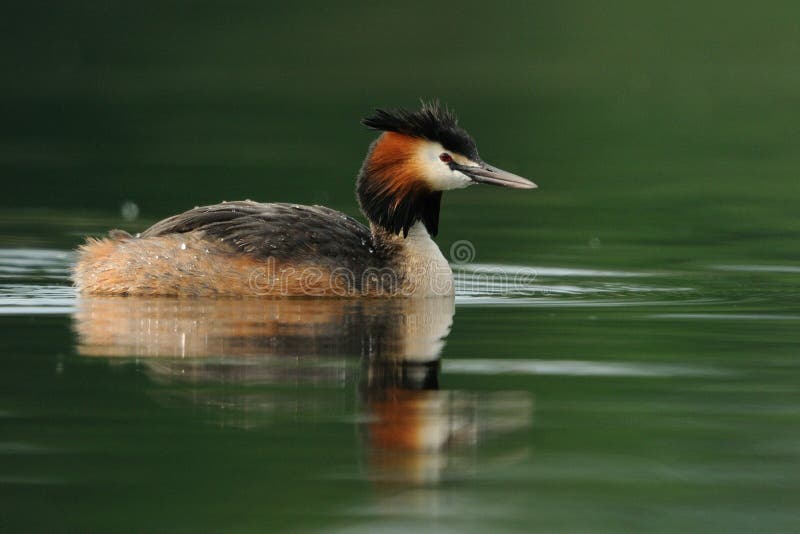λοφιοφόρο μεγάλο grebe cristatus podiceps στοκ εικόνες με δικαίωμα ελεύθερης χρήσης