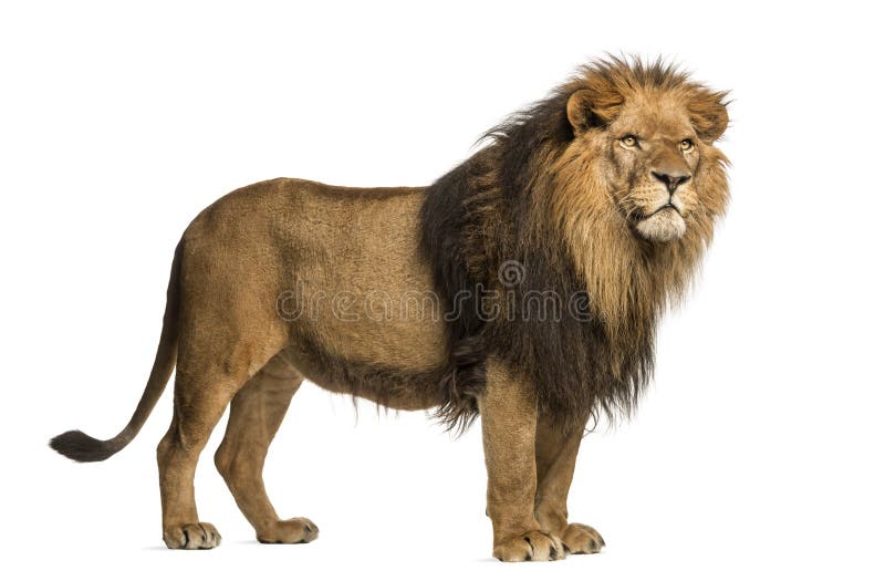Πλάγια όψη ενός λιονταριού που στέκεται, Panthera Leo, 10 χρονών στοκ εικόνα Πλάγια όψη ενός λιονταριού που στέκεται, Panthera Leo, 10 χρονών στοκ εικόνα