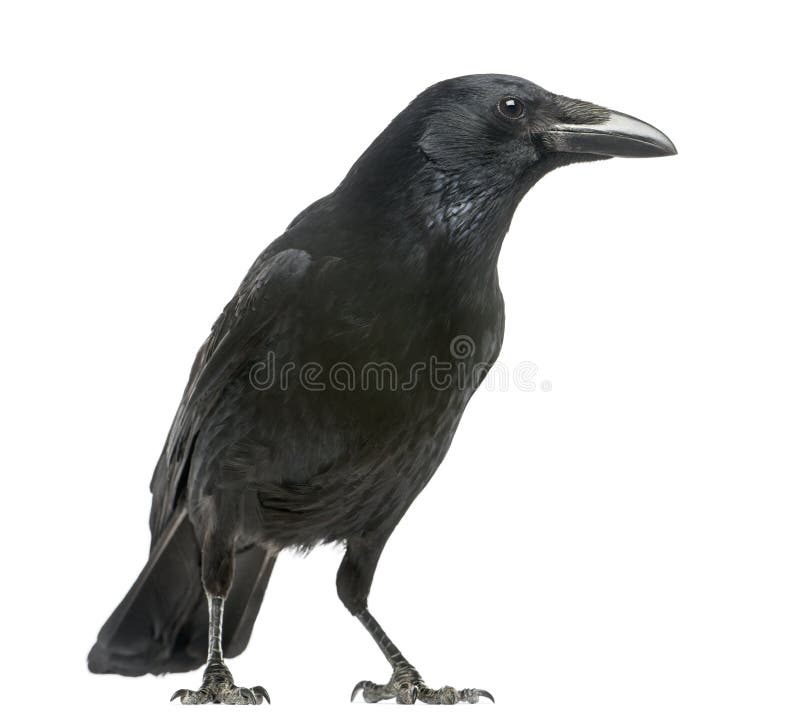 Πλάγια όψη ενός κόρακα Carrion, corone Corvus, που απομονώνεται στοκ εικόνα με δικαίωμα ελεύθερης χρήσης