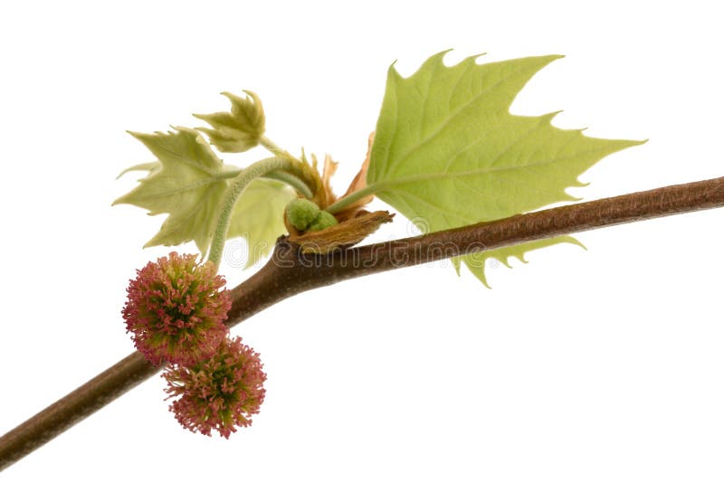 Πλατάνι, sycamore στοκ φωτογραφίες Πλατάνι, sycamore στοκ φωτογραφίες