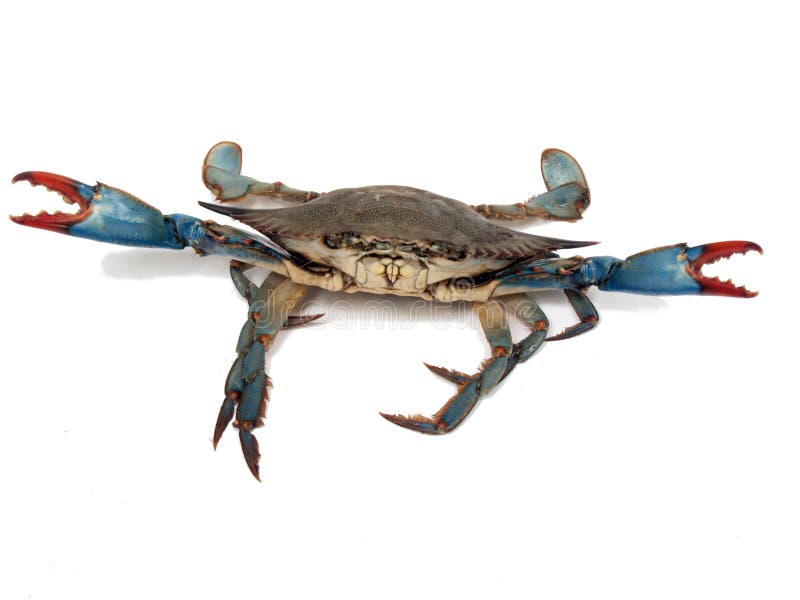 Isolated photo of live blue crab in a fight pose from the Chesapeake Bay of Maryland. Isolated photo of live blue crab in a fight pose from the Chesapeake Bay of Maryland