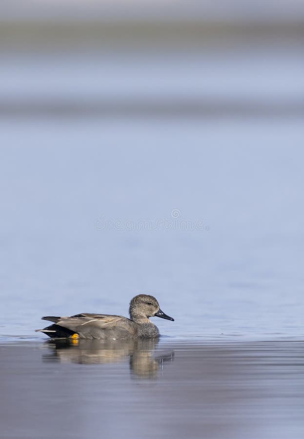 Πάπια Gadwall που κολυμπούν ειρηνικά σε ήρεμη λίμνη στην Τσεχία στοκ φωτογραφίες
