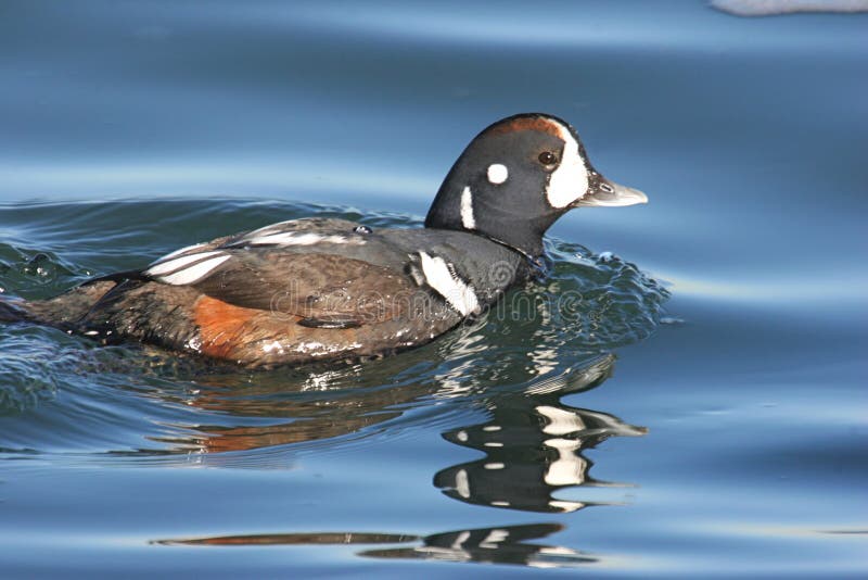 πάπια harlequin που κολυμπά στοκ εικόνες