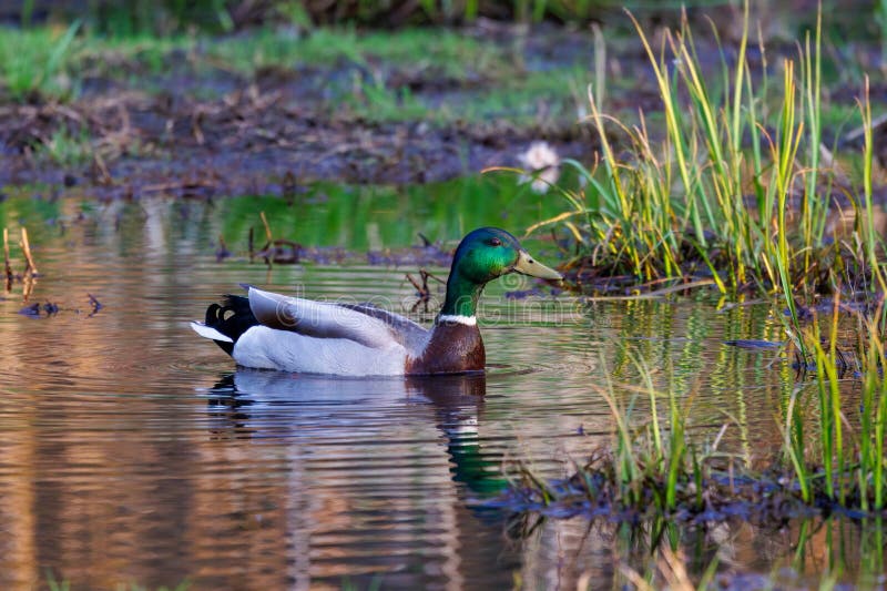 Πάπια Mallard Anas platyrhynchos που κολυμπούν στο νερό στοκ φωτογραφία με δικαίωμα ελεύθερης χρήσης