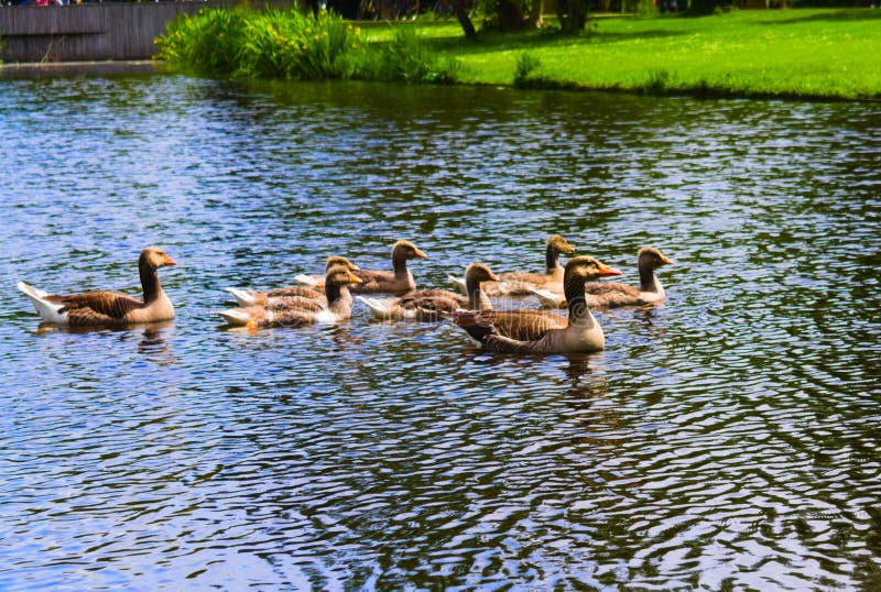 Πάπιες στο vondelpark που κολυμπά στο κανάλι στοκ εικόνα με δικαίωμα ελεύθερης χρήσης Πάπιες στο vondelpark που κολυμπά στο κανάλι στοκ εικόνα με δικαίωμα ελεύθερης χρήσης
