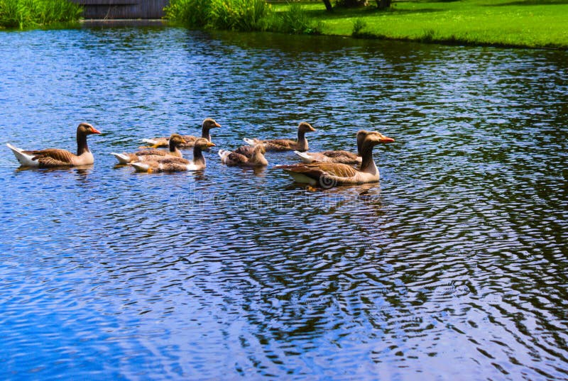 Πάπιες στο vondelpark που κολυμπά στο κανάλι στοκ φωτογραφία με δικαίωμα ελεύθερης χρήσης Πάπιες στο vondelpark που κολυμπά στο κανάλι στοκ φωτογραφία με δικαίωμα ελεύθερης χρήσης