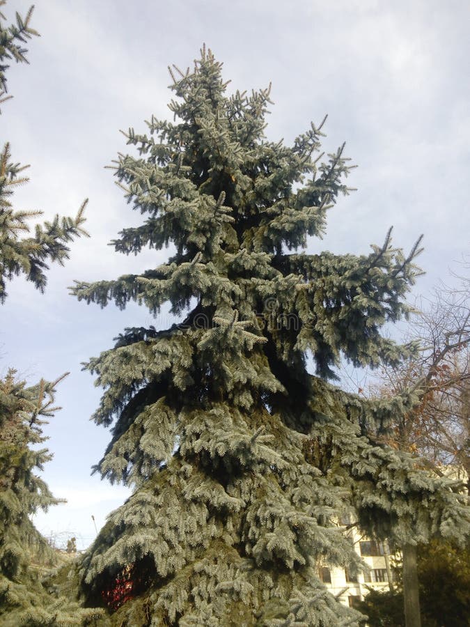 πάρκο της πόλης το χειμώνα με φωτεινό ήλιο. έκθεση στον ήλιο μεγάλες σκιές χιόνι χριστουγεννιάτικα κλαδιά κάτω από το χιόνι στοκ φωτογραφία με δικαίωμα ελεύθερης χρήσης