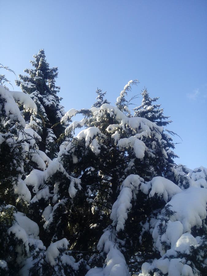 πάρκο της πόλης το χειμώνα με φωτεινό ήλιο. έκθεση στον ήλιο μεγάλες σκιές χιόνι χριστουγεννιάτικα κλαδιά κάτω από το χιόνι στοκ εικόνα με δικαίωμα ελεύθερης χρήσης