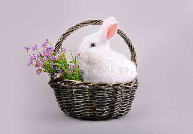 Χνουδωτό άσπρο bunny σε ένα καλάθι με τα λουλούδια στοκ εικόνα με δικαίωμα ελεύθερης χρήσης