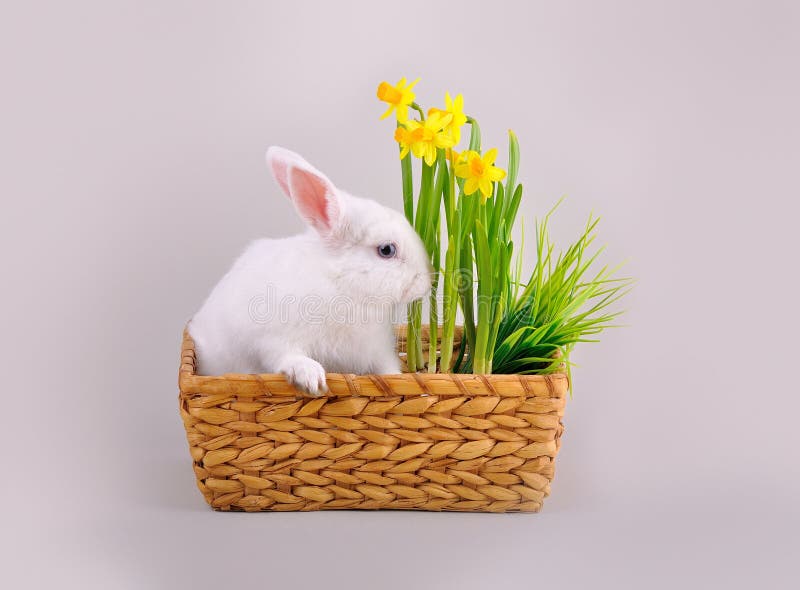 Χνουδωτά άσπρα bunny και καλάθι με τα daffodils στοκ φωτογραφία με δικαίωμα ελεύθερης χρήσης