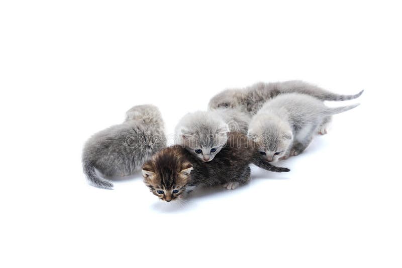 Πέντε μικρά χαριτωμένα γατάκια που παίζουν το ένα με το άλλο στο άσπρο υπόβαθρο στο στούντιο φωτογραφιών