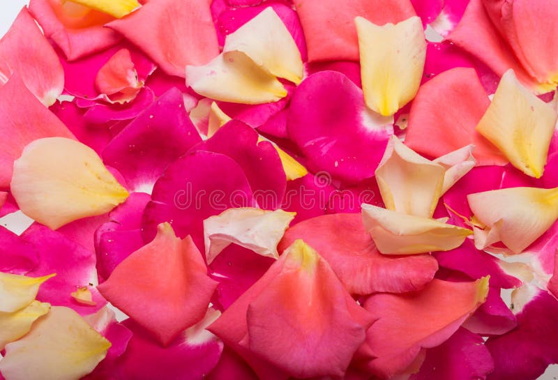 Πέταλα του ροζ και των λουλουδιών Yellow Rose στοκ εικόνες Πέταλα του ροζ και των λουλουδιών Yellow Rose στοκ εικόνες