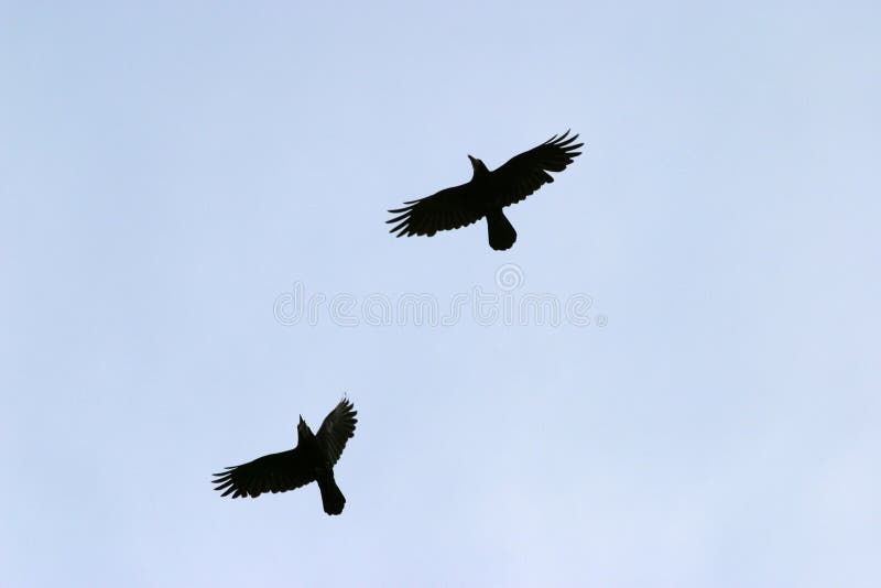 Two birds flying over blue sky. Two birds flying over blue sky