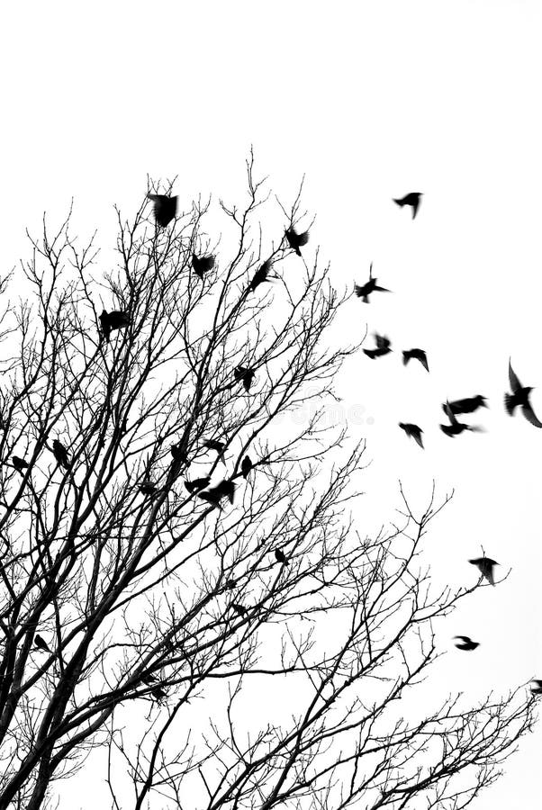 Black and white image of birds flying off a tree. Black and white image of birds flying off a tree