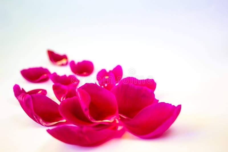 Πέταλα ενός ροζ peony σε ένα άσπρο υπόβαθρο, κινηματογράφηση σε πρώτο πλάνο στοκ φωτογραφίες Πέταλα ενός ροζ peony σε ένα άσπρο υπόβαθρο, κινηματογράφηση σε πρώτο πλάνο στοκ φωτογραφίες