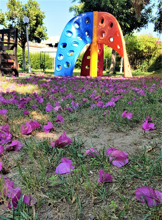 Πέταλα του bougainvillea στην παιδική χαρά στο οικογενειακό ξενοδοχείο σε Keme στοκ εικόνα Πέταλα του bougainvillea στην παιδική χαρά στο οικογενειακό ξενοδοχείο σε Keme στοκ εικόνα