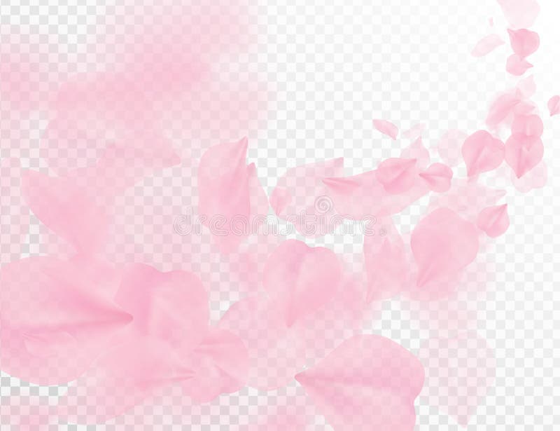 Πέταλο Sakura που πετά το διανυσματικό υπόβαθρο Ρόδινη απεικόνιση κυμάτων πετάλων λουλουδιών που απομονώνεται στο διαφανές λευκό ελεύθερη απεικόνιση δικαιώματος