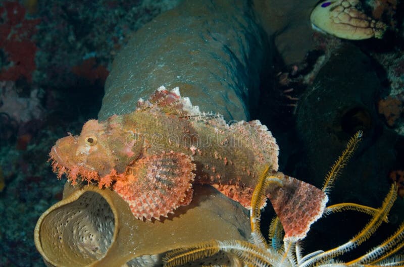 Stone fish resting on tube sponge. Stone fish resting on tube sponge