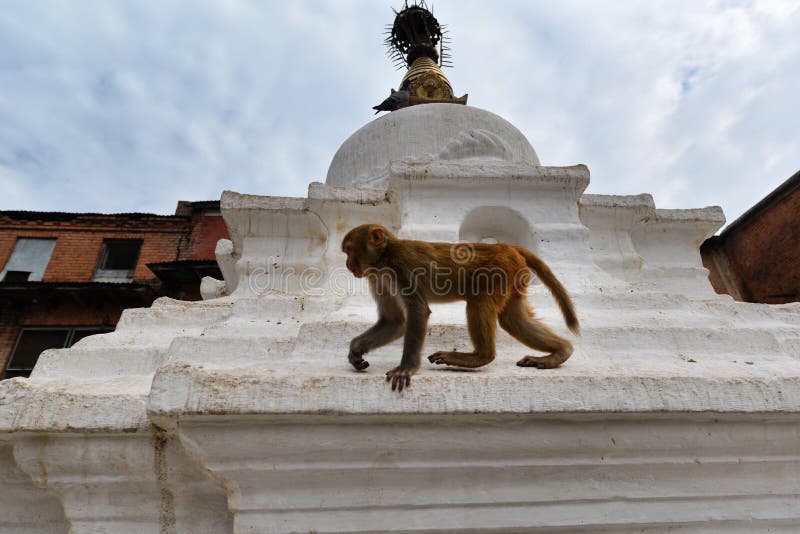 Πίθηκος Macaque, στο ναό Swayambhunath. Κατμαντού, Νεπάλ στοκ εικόνες Πίθηκος Macaque, στο ναό Swayambhunath. Κατμαντού, Νεπάλ στοκ εικόνες