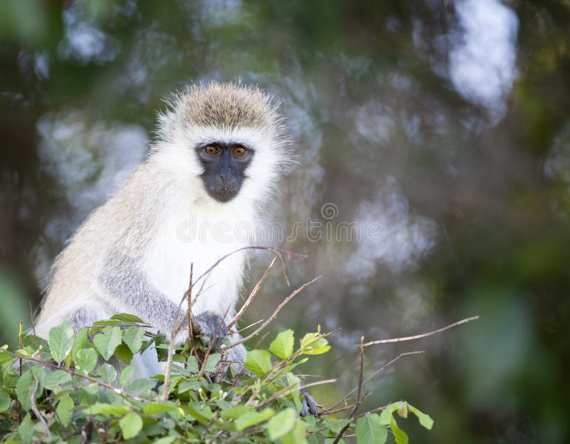 Πίθηκος Vervet, Cercopithecidae, που κάθεται στο θάμνο, στοκ εικόνες Πίθηκος Vervet, Cercopithecidae, που κάθεται στο θάμνο, στοκ εικόνες