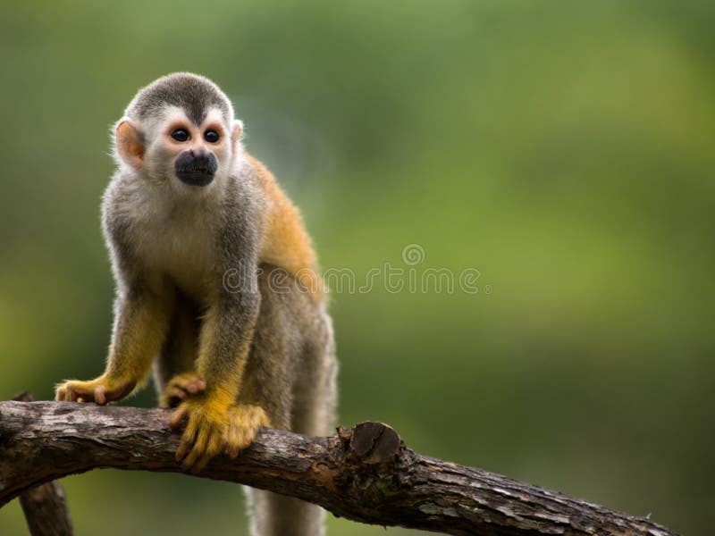 Squirrel monkey in a branch in Costa Rica. Squirrel monkey in a branch in Costa Rica