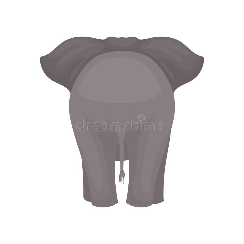 Back view of standing elephant. Wild mammal animal with gray skin, large ears and long tail. Graphic element for poster of zoo. Colorful vector illustration in flat style isolated on white background. Back view of standing elephant. Wild mammal animal with gray skin, large ears and long tail. Graphic element for poster of zoo. Colorful vector illustration in flat style isolated on white background.