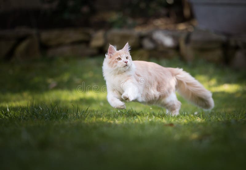 Playful cream tabby maine coon cat running on the lawn in the garden on a sunny day chasing birds. Playful cream tabby maine coon cat running on the lawn in the garden on a sunny day chasing birds