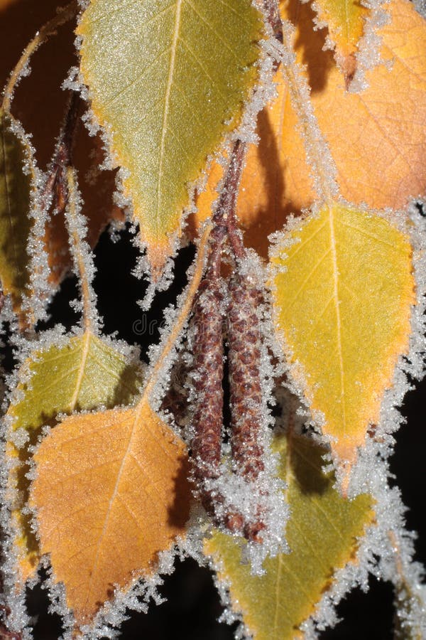 Frosted birch tree leafs on a cold autumn day. Frosted birch tree leafs on a cold autumn day.