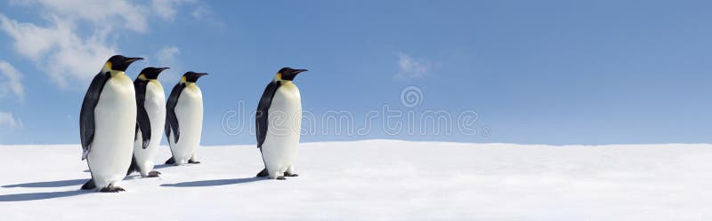 παγωμένο πανόραμα penguins παγωμένο πανόραμα penguins