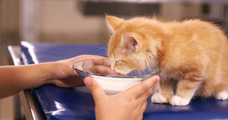 Παιδί που ταΐζει μια γάτα με το γάλα
