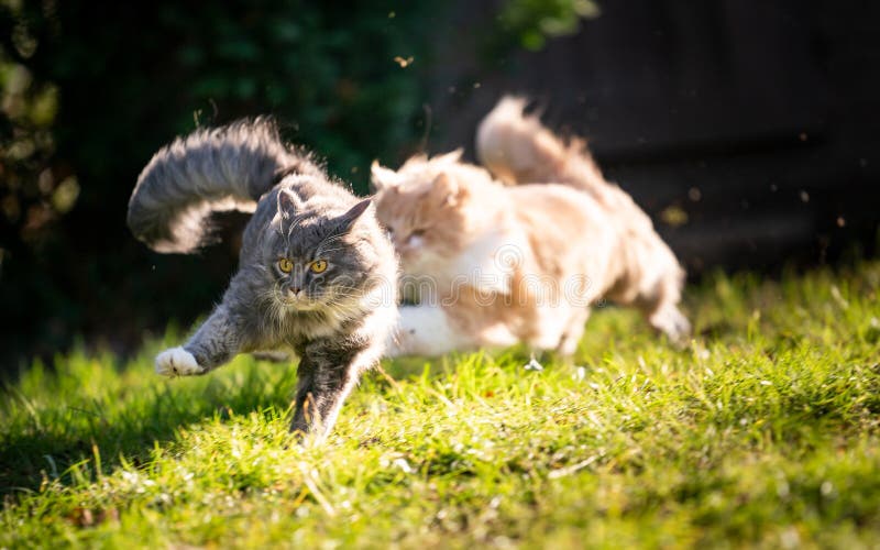 Two maine coon cats running on grass chasing each other outdoors in sunny garden. Two maine coon cats running on grass chasing each other outdoors in sunny garden