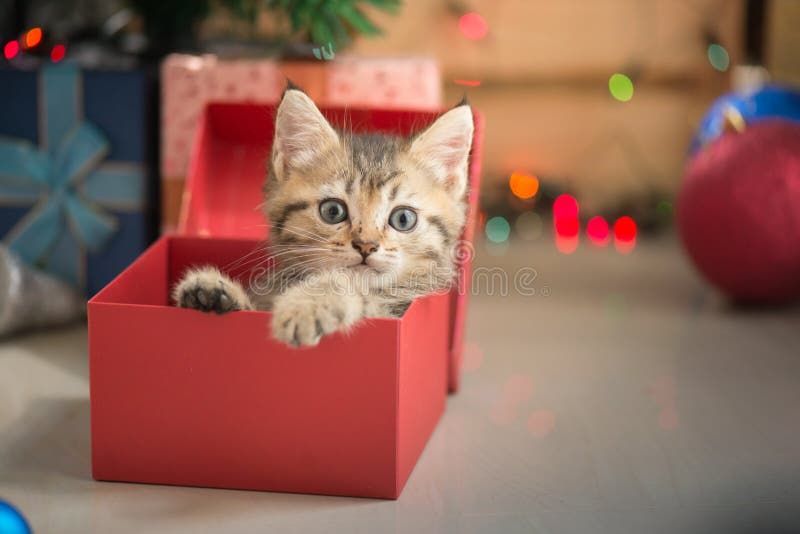 Παιχνίδι γατακιών σε ένα κιβώτιο δώρων