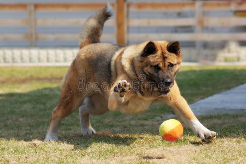 Dog breed Akita inu plays outdoors with a ball, hitting it with a paw. Dog breed Akita inu plays outdoors with a ball, hitting it with a paw