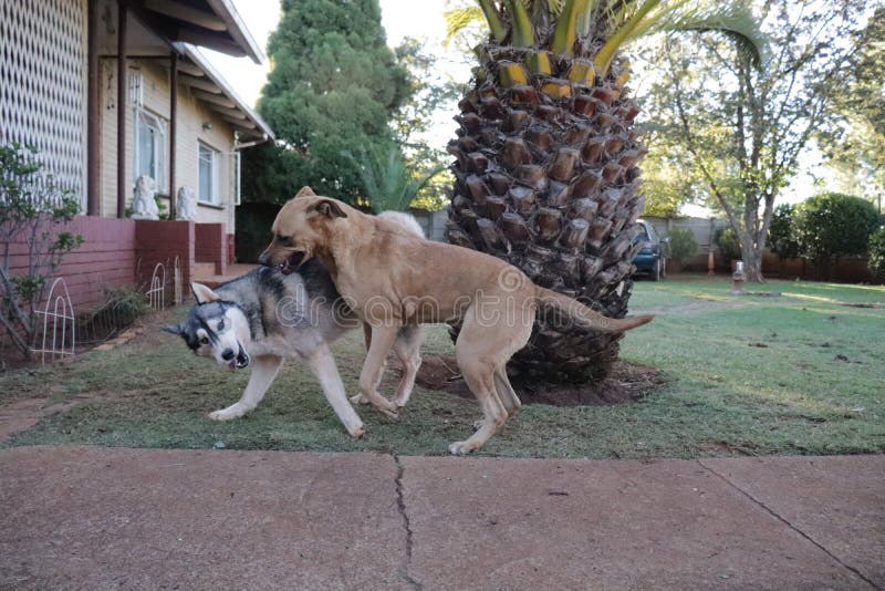 Παιχνίδι Ridgeback Rhodesian με γεροδεμένο στοκ εικόνα με δικαίωμα ελεύθερης χρήσης Παιχνίδι Ridgeback Rhodesian με γεροδεμένο στοκ εικόνα με δικαίωμα ελεύθερης χρήσης