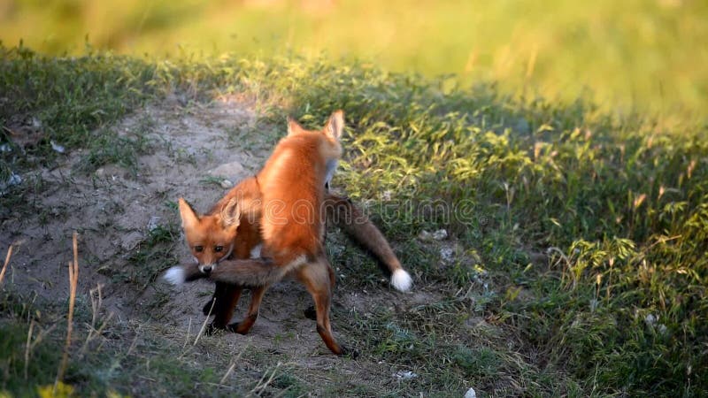 Παιχνίδι αλεπούδων δύο Little Red κοντά στα λαγούμια τους