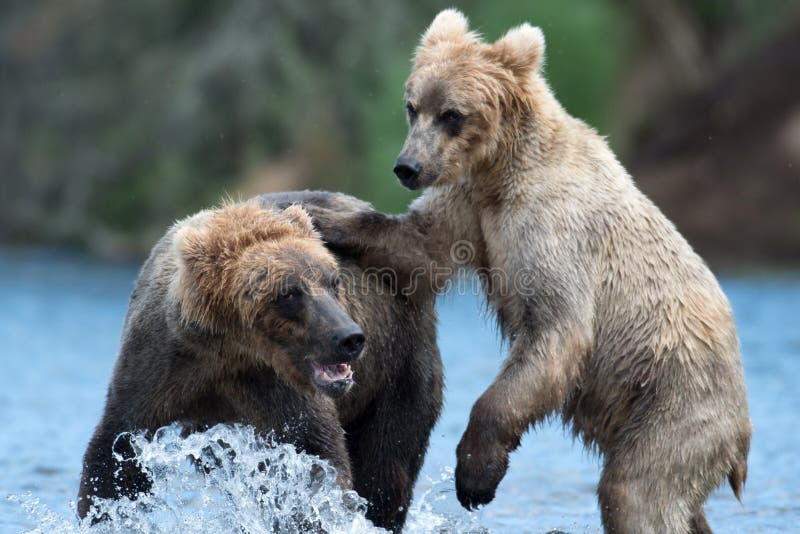 Παιχνίδι δύο από την Αλάσκα καφετί αρκούδων στοκ εικόνα με δικαίωμα ελεύθερης χρήσης