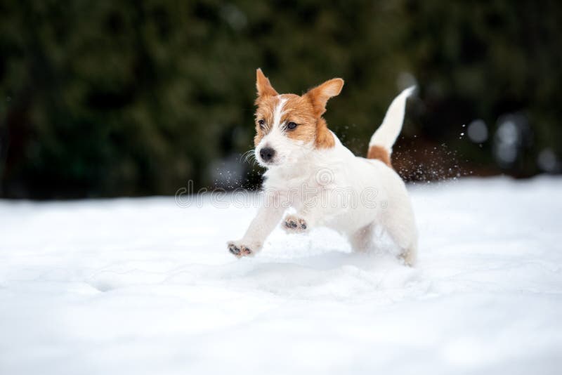 Παιχνίδι κουταβιών τεριέ του Jack Russell υπαίθρια το χειμώνα στοκ εικόνες Παιχνίδι κουταβιών τεριέ του Jack Russell υπαίθρια το χειμώνα στοκ εικόνες