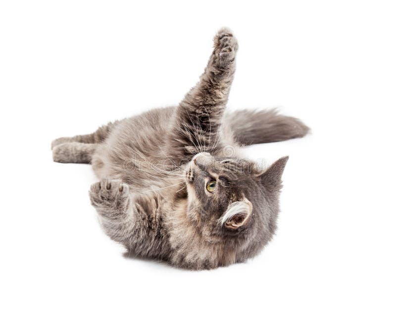 Beautiful adult gray color domestic medium hair cat laying on his back and raising his paws up to play. Beautiful adult gray color domestic medium hair cat laying on his back and raising his paws up to play