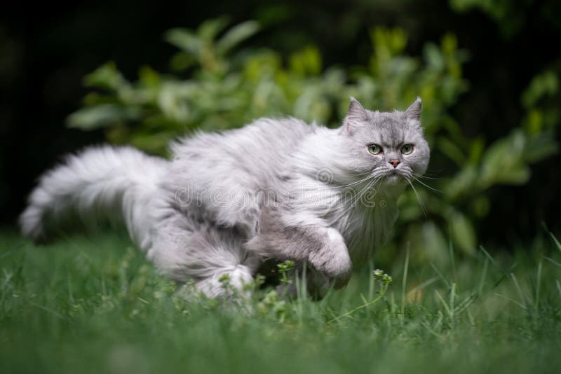 playful gray silver tabby british longhair cat running fast on green meadow outdoors in nature hunting. playful gray silver tabby british longhair cat running fast on green meadow outdoors in nature hunting