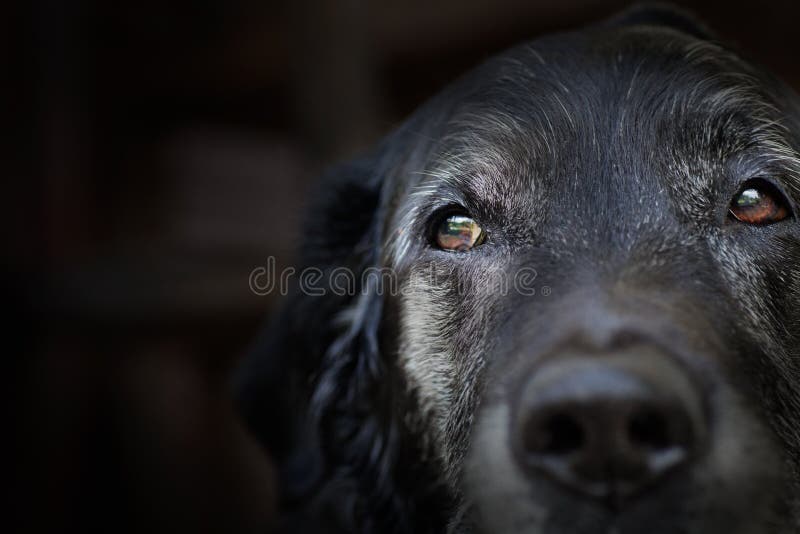 Παλαιό retriever του Λαμπραντόρ. στοκ εικόνα Παλαιό retriever του Λαμπραντόρ. στοκ εικόνα