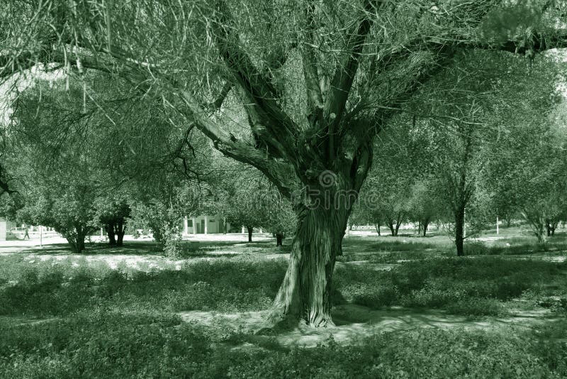 Old tree in garden. Old tree in garden