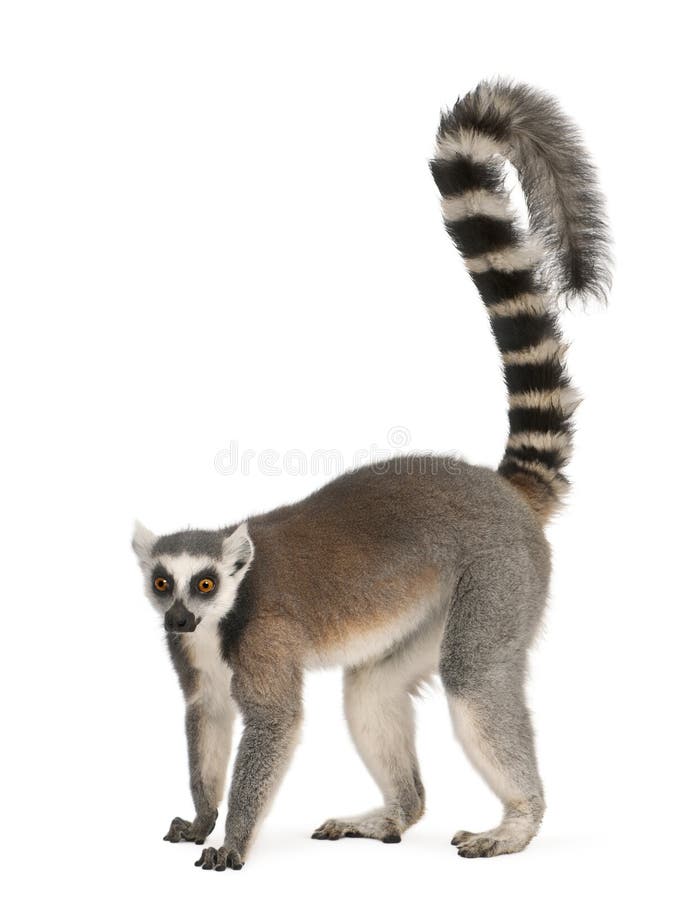 Ring-tailed lemur, Lemur catta, 7 years old, in front of white background. Ring-tailed lemur, Lemur catta, 7 years old, in front of white background