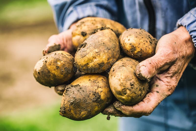 Παλαιό χέρι του αγρότη που κρατά τις φρέσκες οργανικές πατάτες