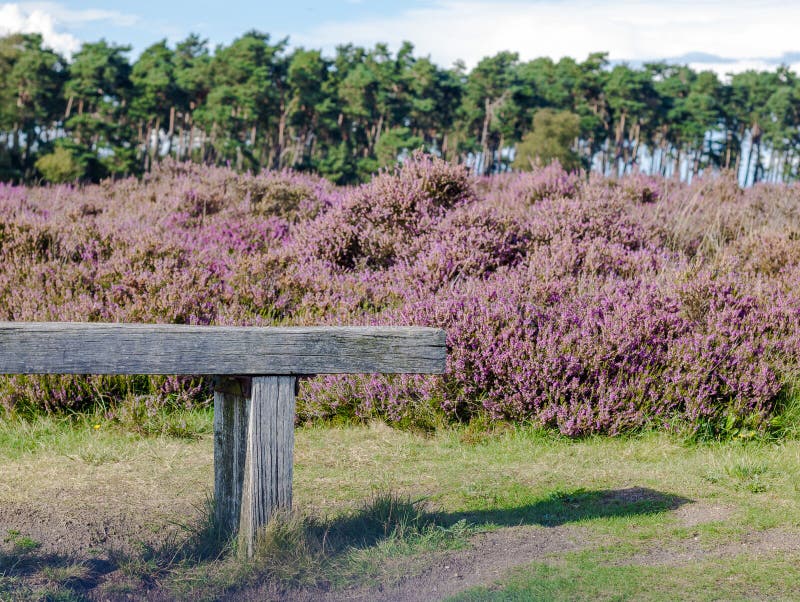 Παλαιός ξύλινος πάγκος στο hoge veluwe, προσκαλώντας για να υπάρξει ένα υπόλοιπο στοκ φωτογραφία Παλαιός ξύλινος πάγκος στο hoge veluwe, προσκαλώντας για να υπάρξει ένα υπόλοιπο στοκ φωτογραφία